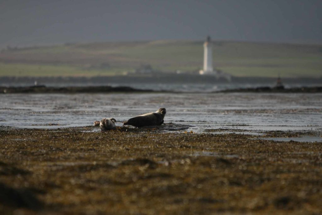 Love Orkney Tours